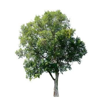 Pngtree tree green plant photography png png image 305004